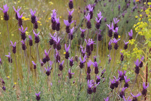 spanish lavender