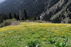 Ranunculus alberti