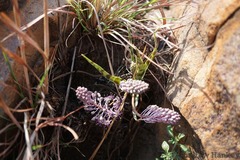 Ledebouria inquinata