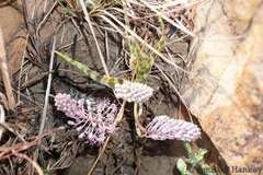 Ledebouria inquinata