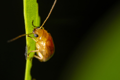 Monolepta pallidula
