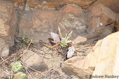 Ledebouria inquinata