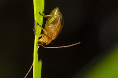 Monolepta pallidula