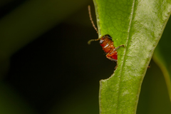 Monolepta pallidula