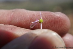 Ledebouria inquinata