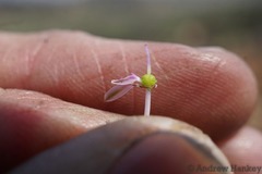 Ledebouria inquinata