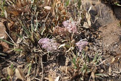 Ledebouria inquinata