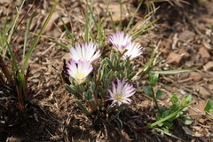 Delosperma purpureum