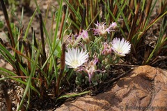 Delosperma purpureum