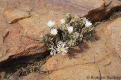 Delosperma purpureum