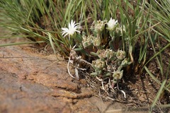 Delosperma purpureum