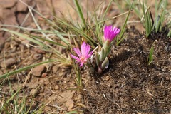 Delosperma purpureum