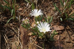 Delosperma purpureum