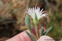 Delosperma purpureum