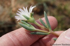 Delosperma purpureum