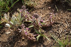 Ledebouria inquinata