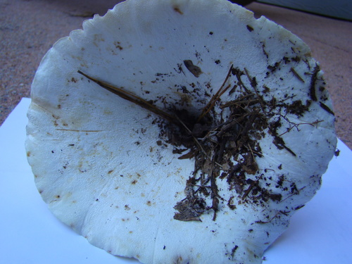 Lactarius caeruleitinctus image