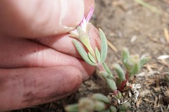 Delosperma purpureum