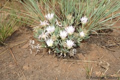 Delosperma purpureum