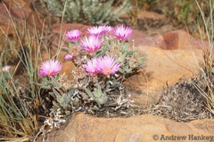 Delosperma purpureum