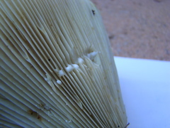 Lactarius caeruleitinctus image
