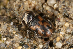 Augyles hispidulus