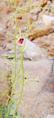 Scrophularia deserti
