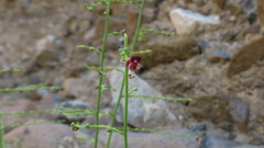 Scrophularia deserti