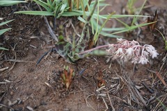 Ledebouria inquinata