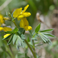 Thermopsis alpina