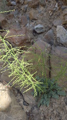 Scrophularia deserti