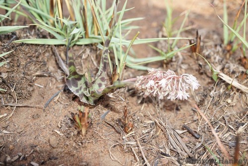 Ledebouria inquinata