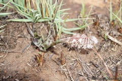 Ledebouria inquinata