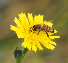 Apis mellifera