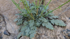 Scrophularia deserti