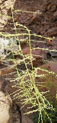 Scrophularia deserti