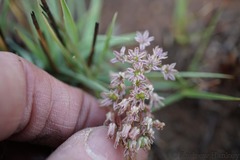 Ledebouria inquinata