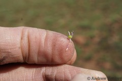 Ledebouria inquinata