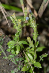 Gentiana tenuissima