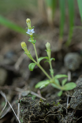 Gentiana tenuissima