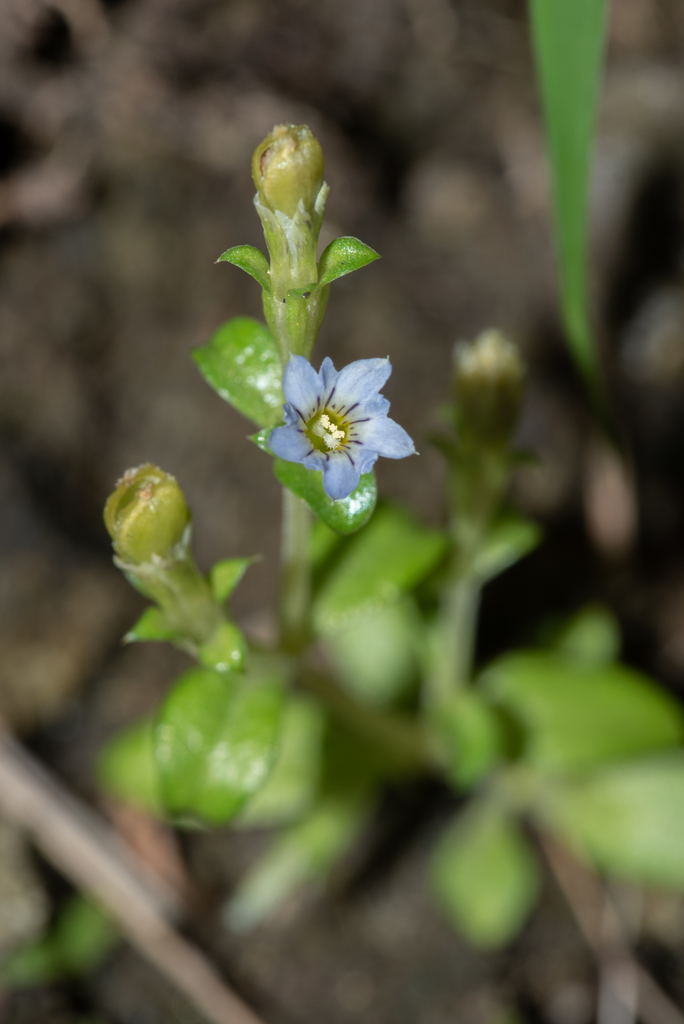 Gentiana tenuissima