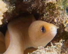 Gymnothorax melatremus