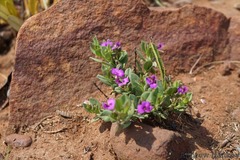 Polygala transvaalensis