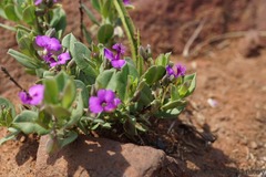 Polygala transvaalensis