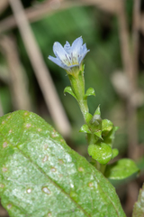 Gentiana tenuissima