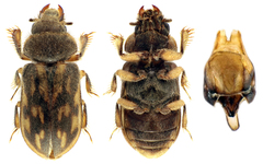 Heterocerus fenestratus