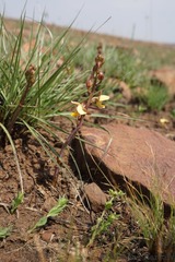 Eulophia tuberculata