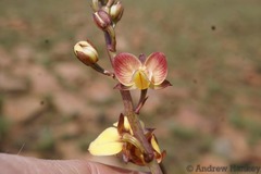 Eulophia tuberculata