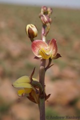 Eulophia tuberculata
