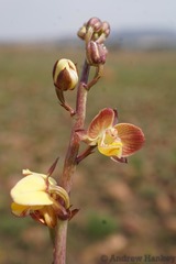 Eulophia tuberculata